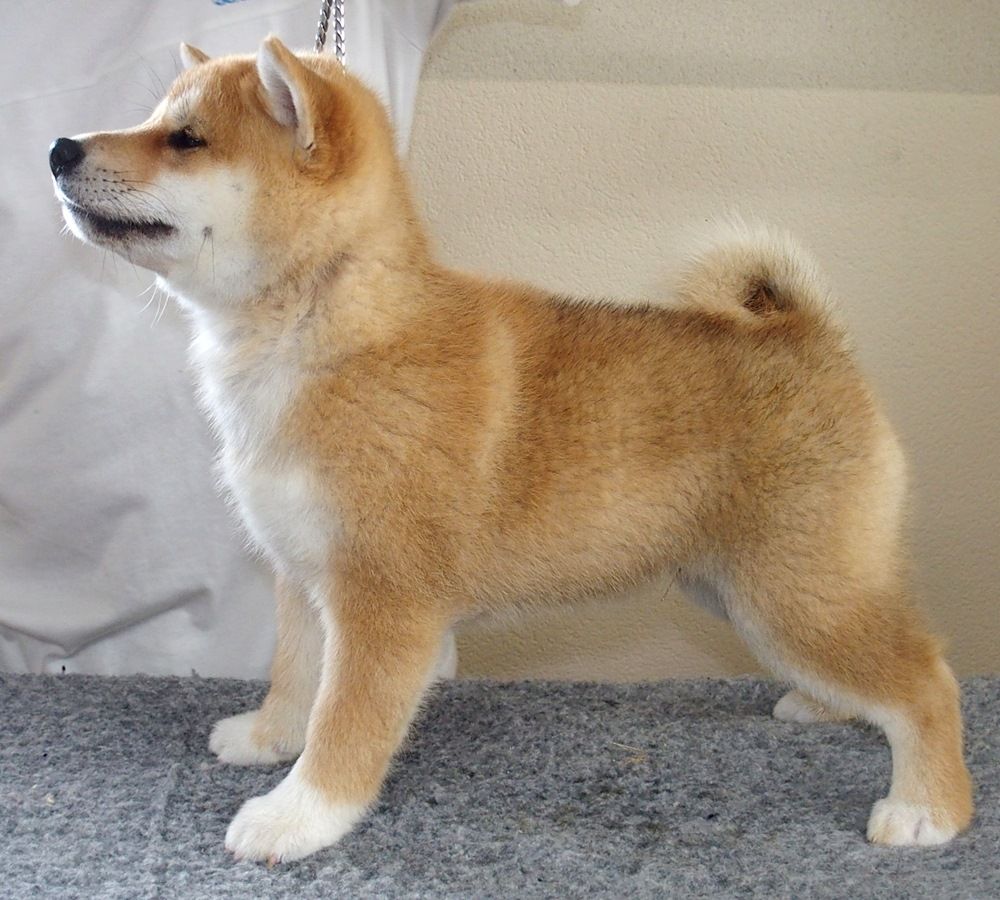 Chiot Shiba de percyval